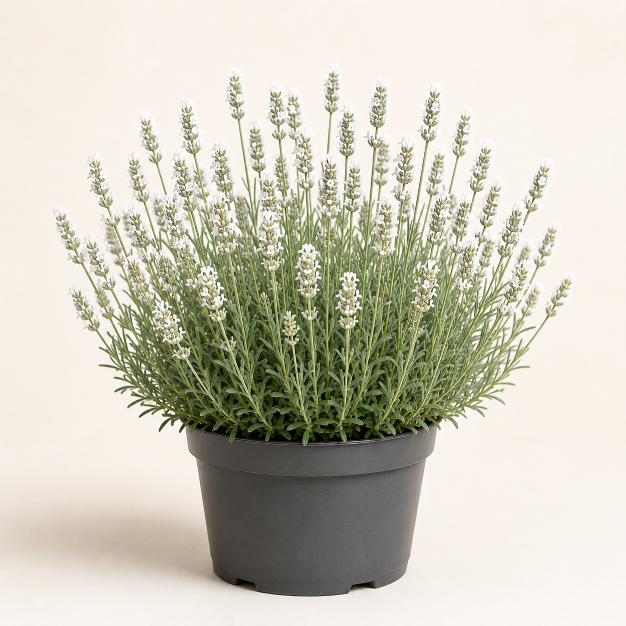 Lavandula Alba