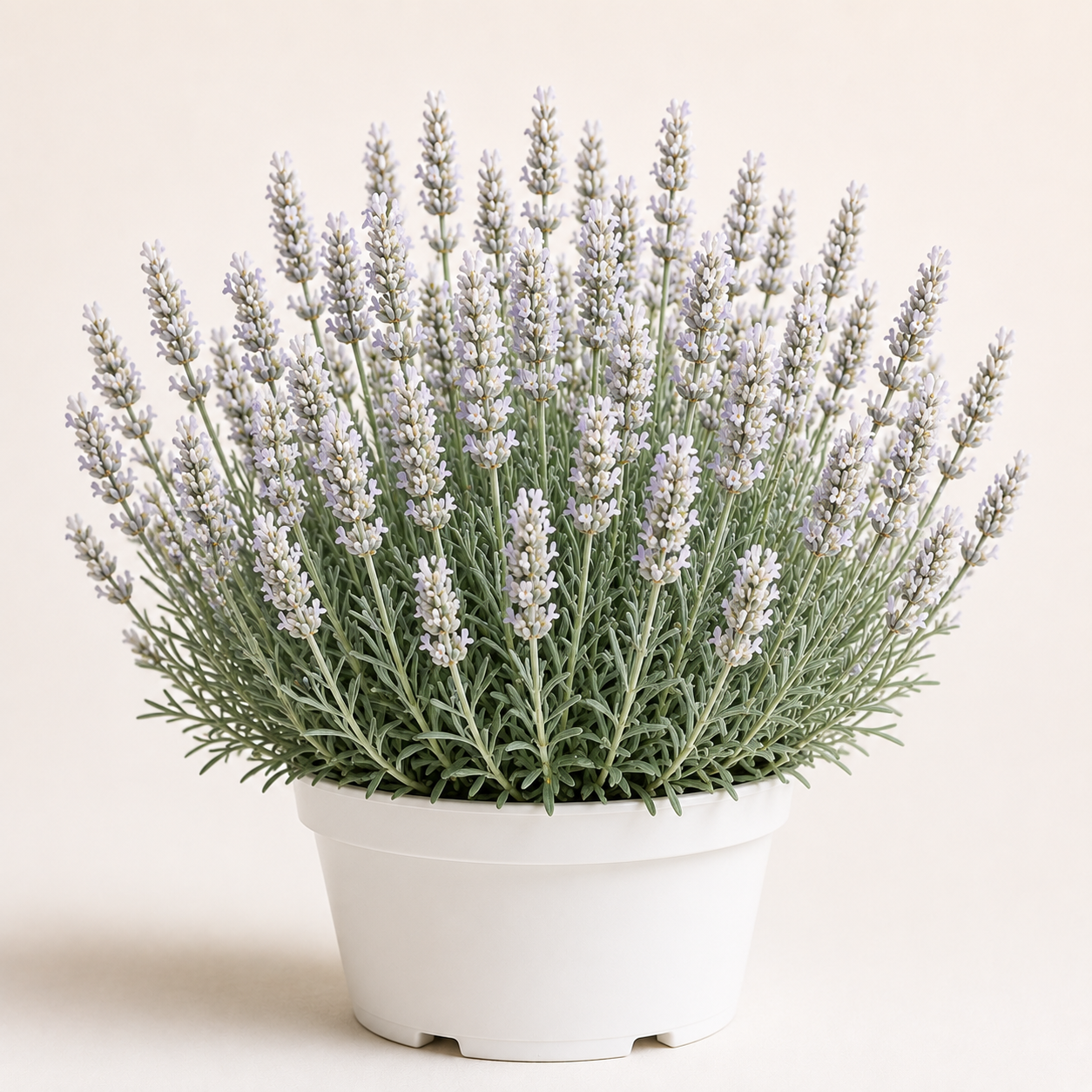 Lavandula Artic Snow