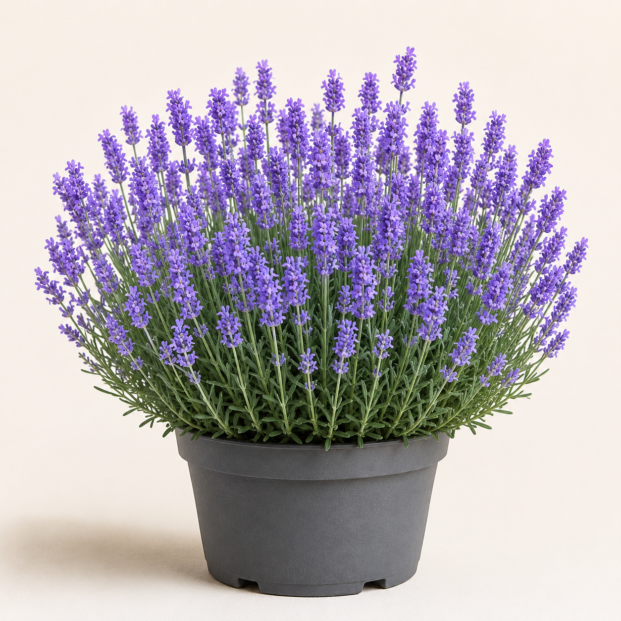 Lavandula Dutch