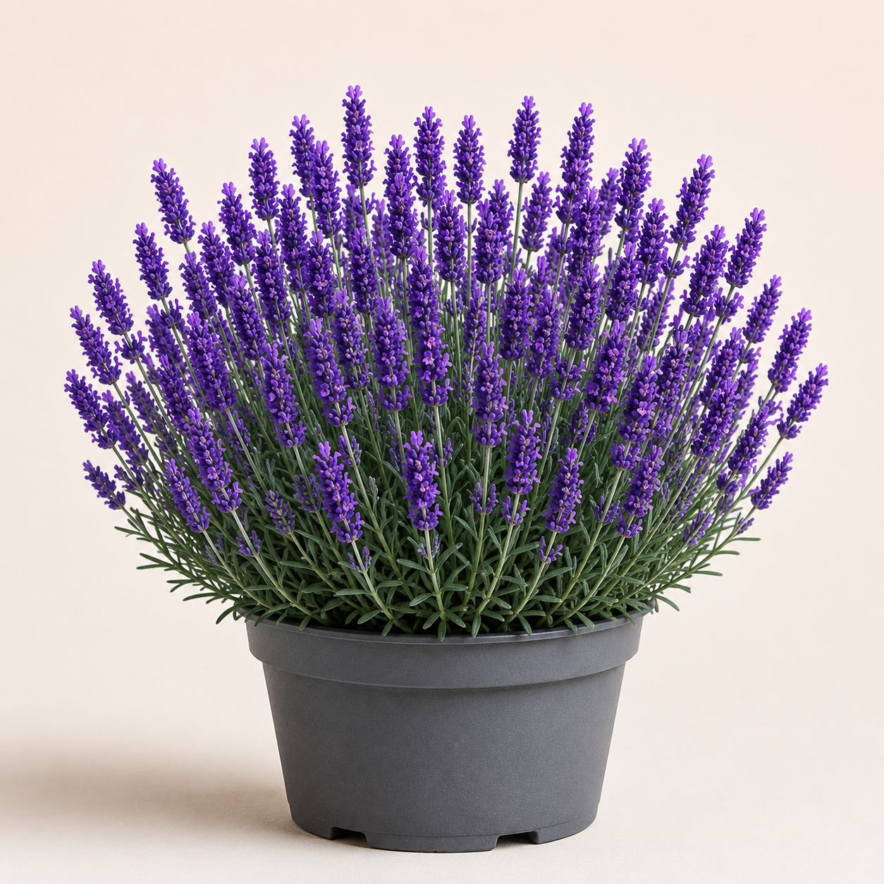 Lavandula Dwarf Blue
