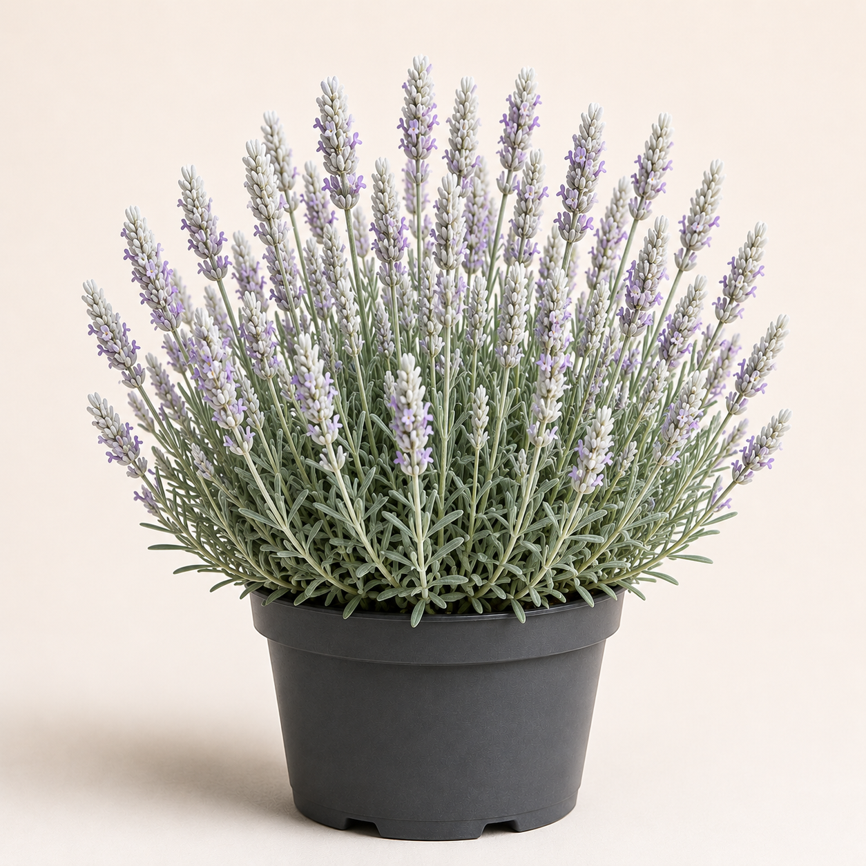 Lavandula Edelweiss