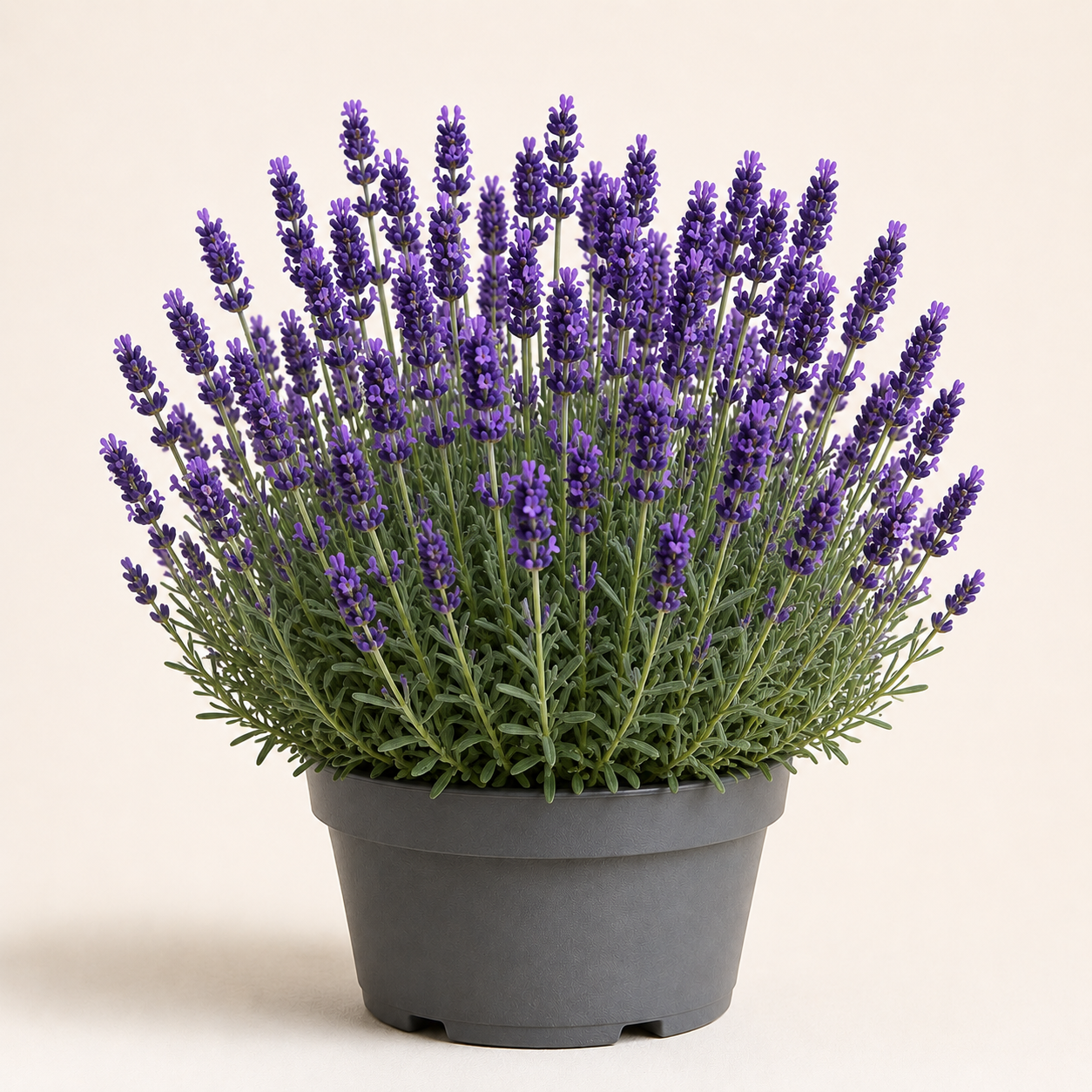 Lavandula Essence Purple
