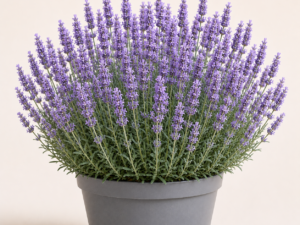 Lavandula Grappenhall