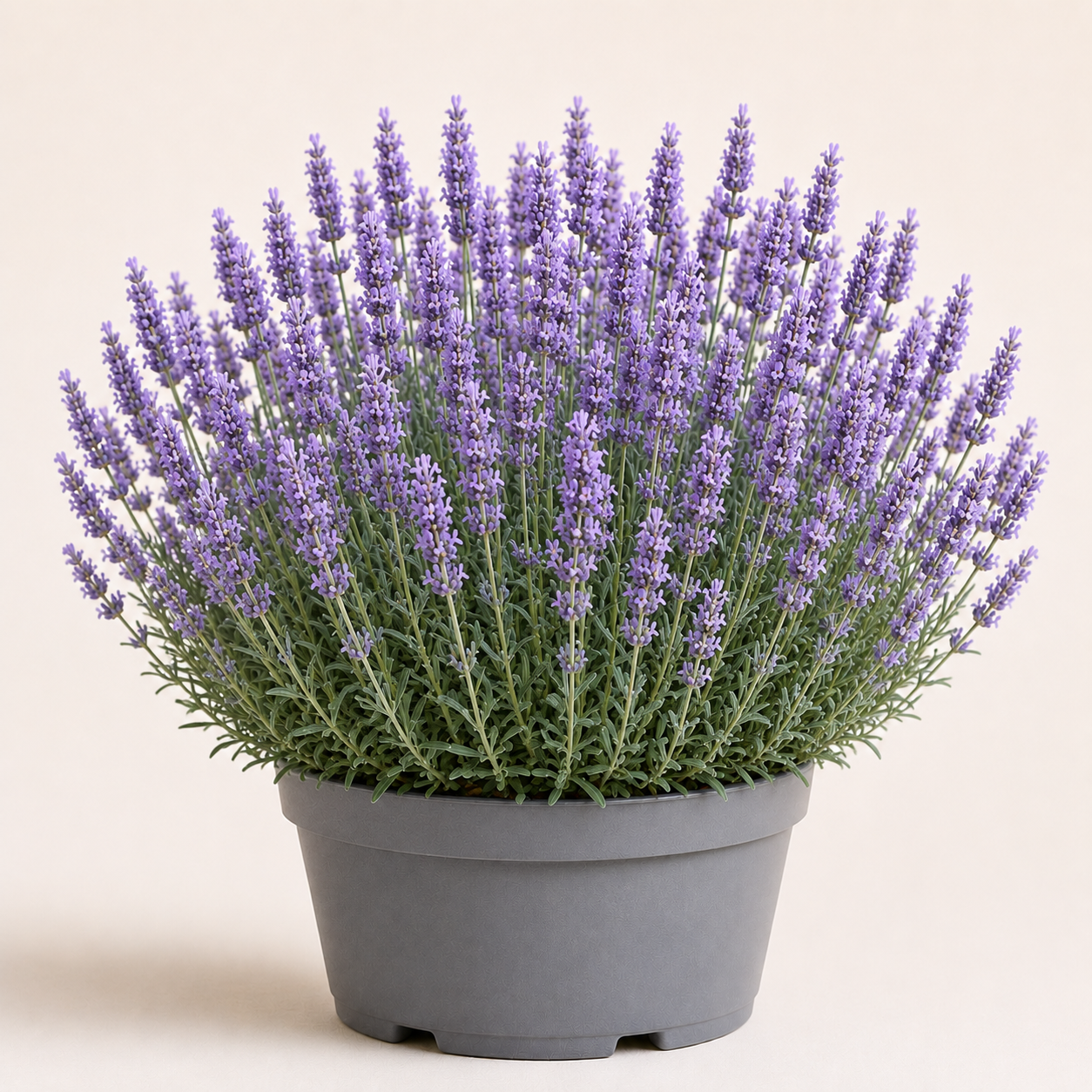 Lavandula Grappenhall