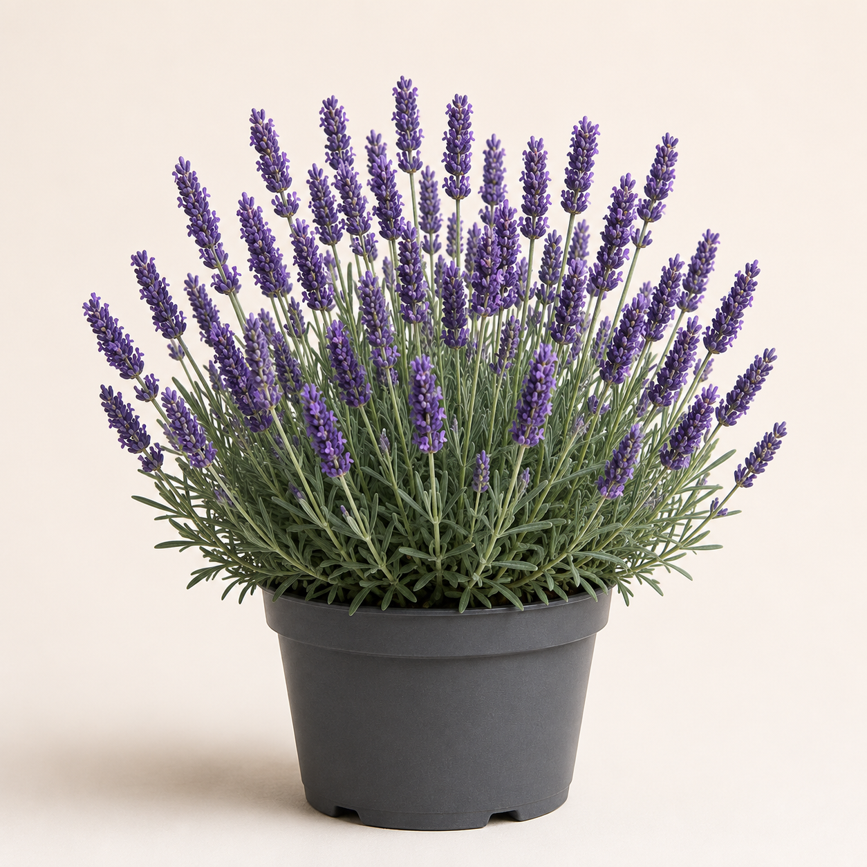 Lavendula Grosso