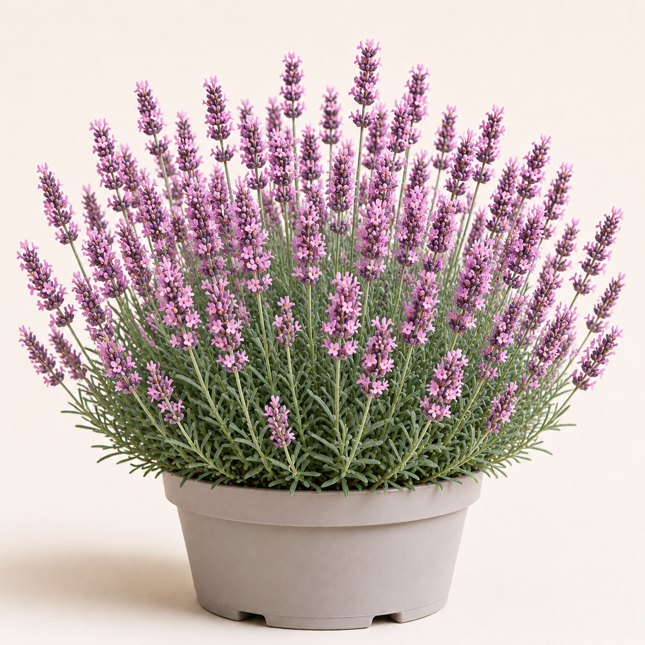 Lavandula Hidcote Pink
