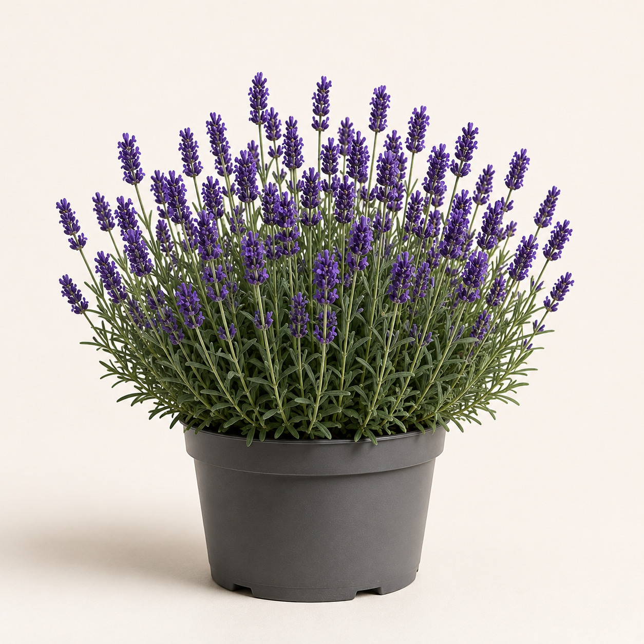 Lavandula Hidcote
