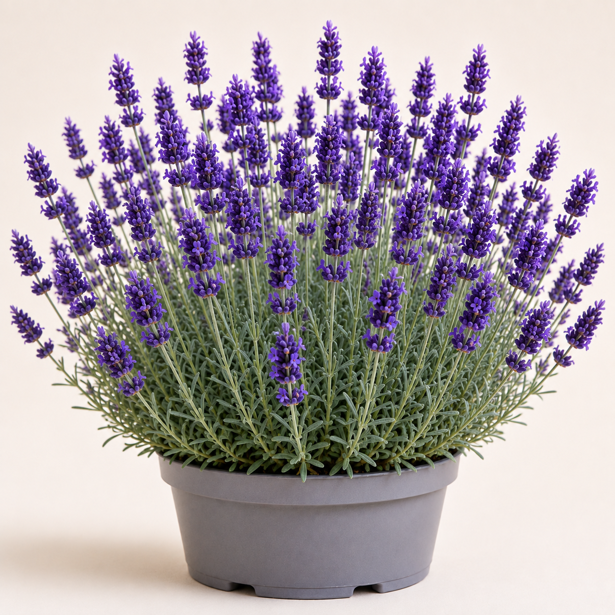 Lavandula Imperial Gem