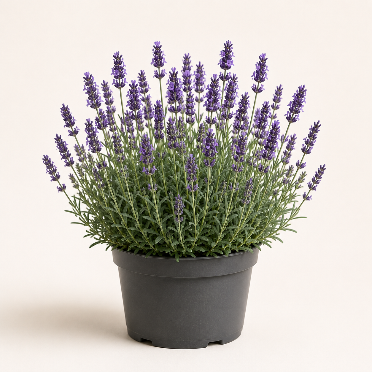 Lavandula Munstead