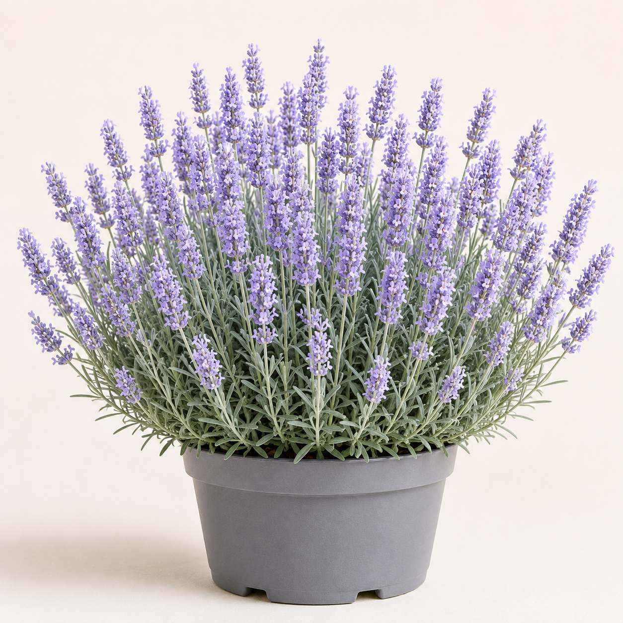 Lavandula Phenomenal