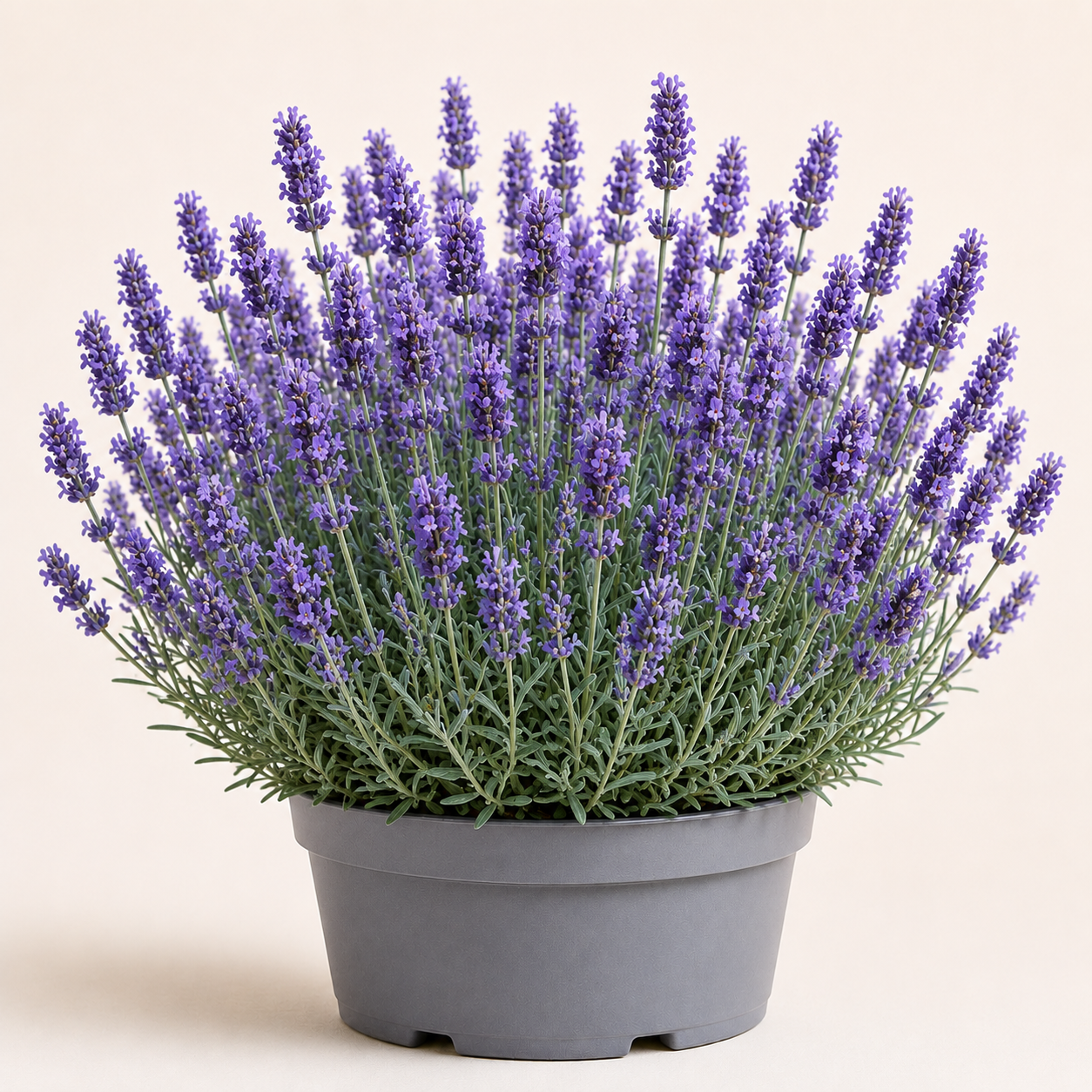Lavandula Provence