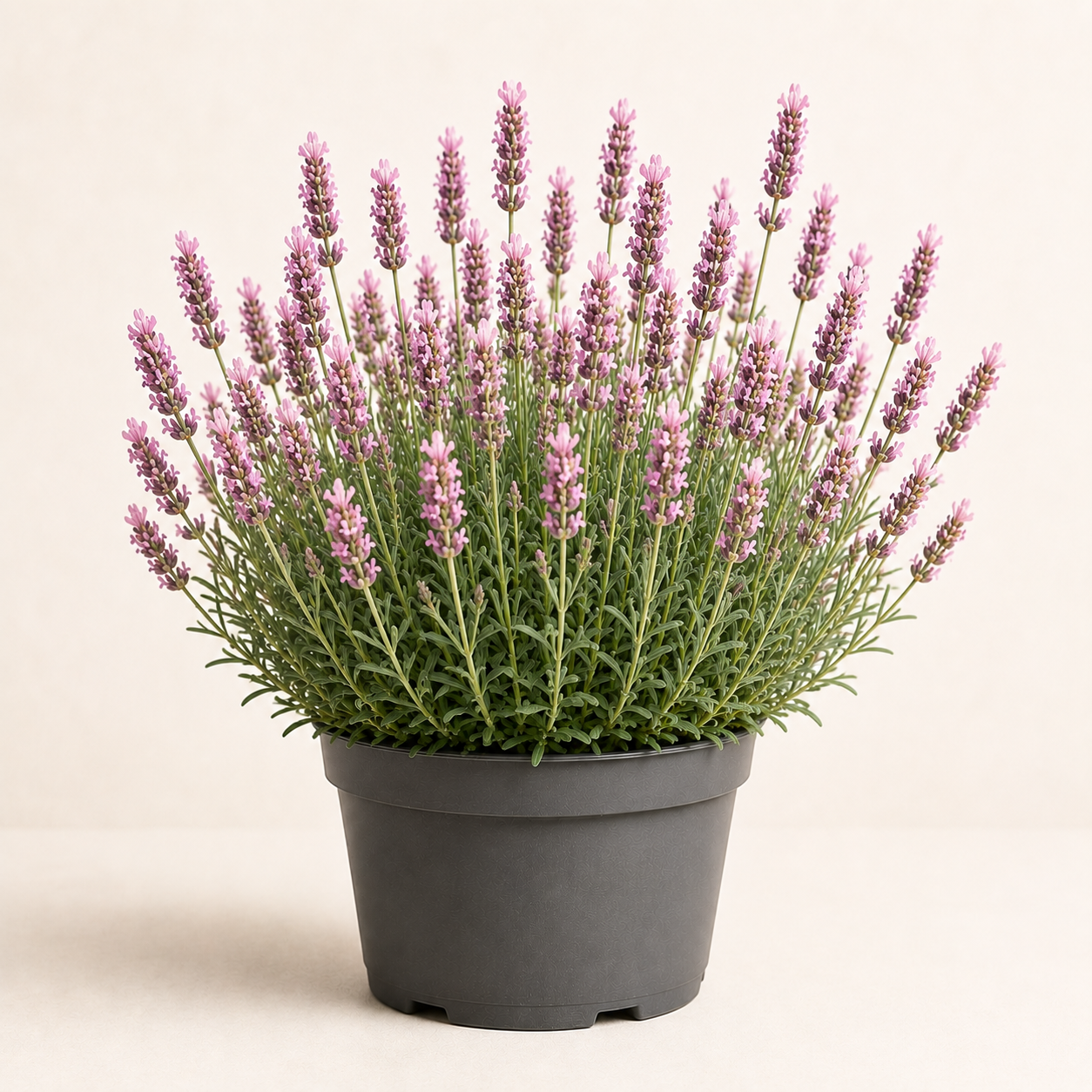 Lavandula Rosea