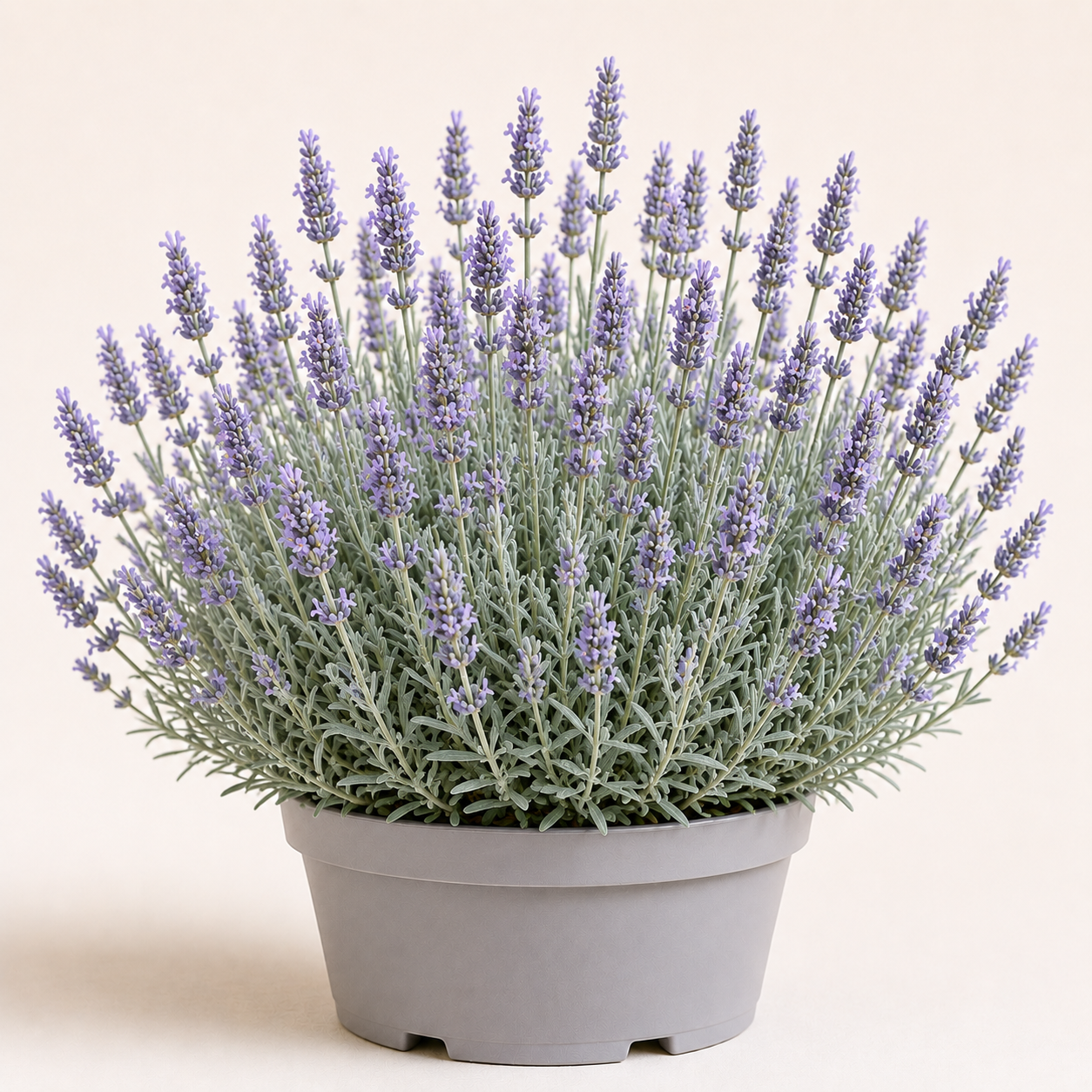 Lavandula Silver Mist
