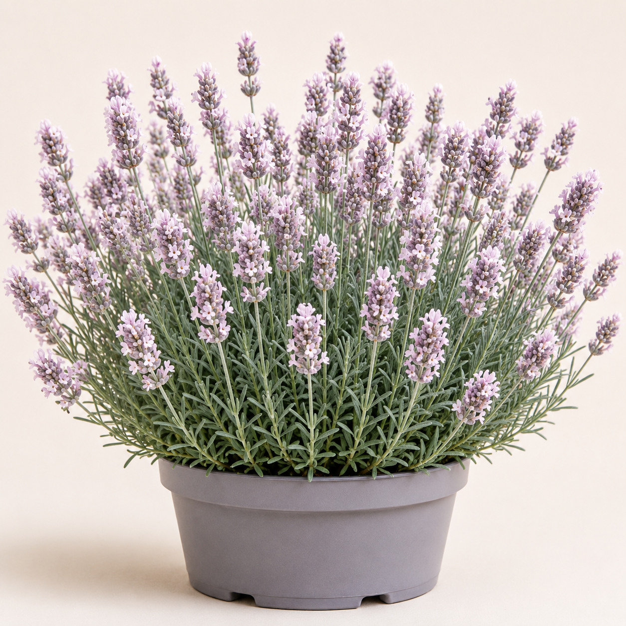 Lavandula Miss Katherina