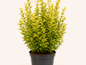 Ligustrum aureum