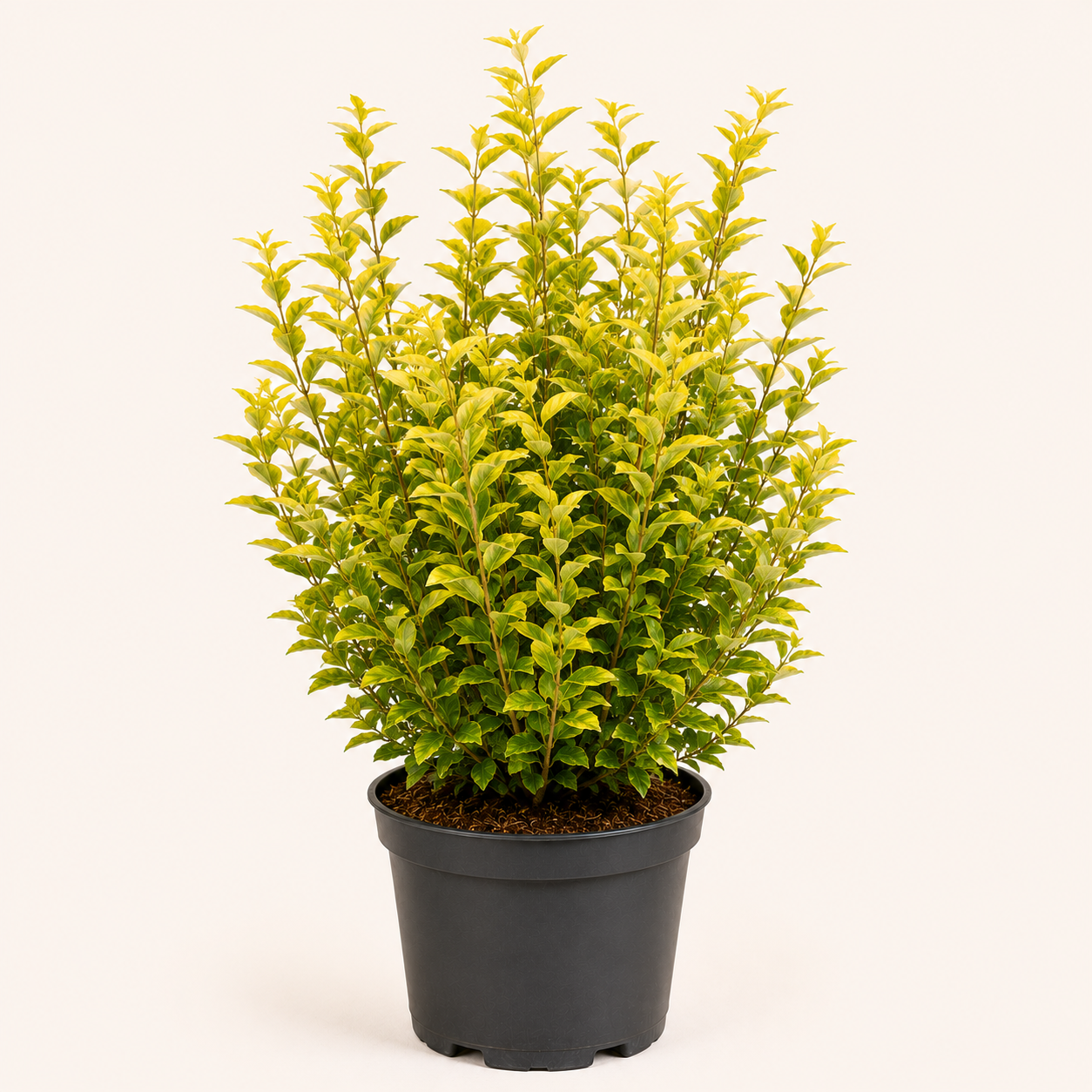 Ligustrum aureum
