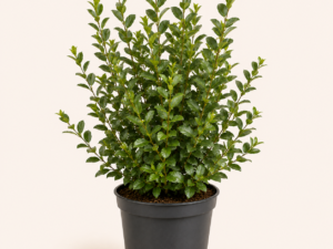 Ligustrum ovalifolium