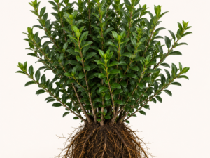 Ligustrum ovalifolium atrovirens