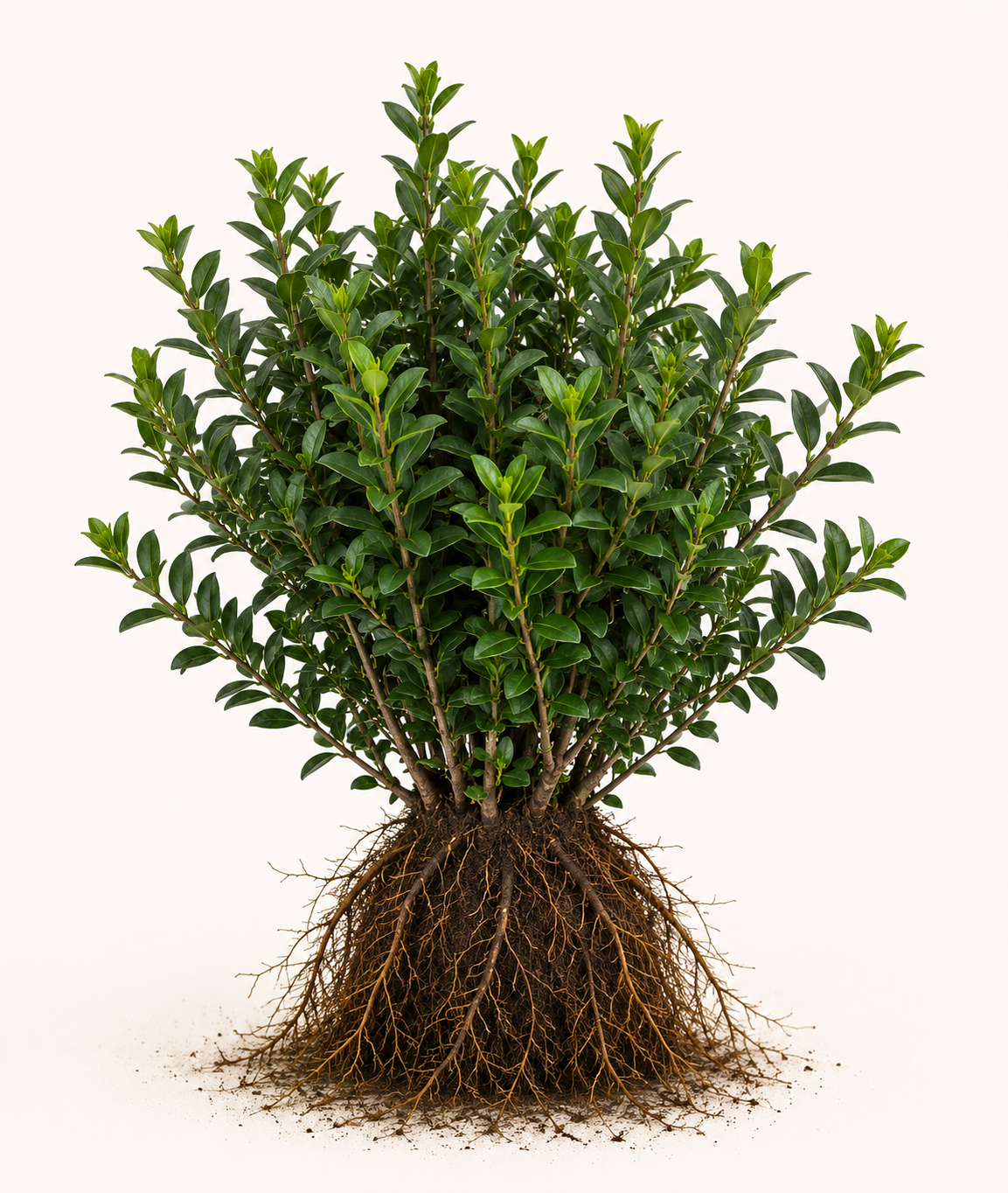 Ligustrum ovalifolium atrovirens