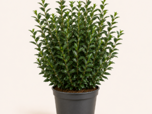 Ligustrum vulg. Atrovirens