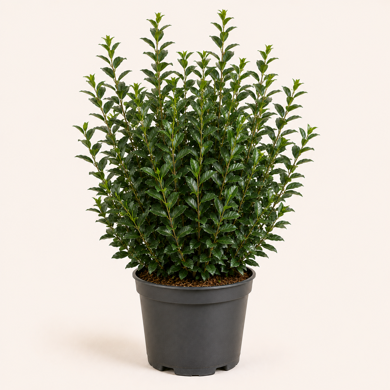 Ligustrum vulg. Atrovirens