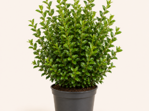 Ligustrum vulgare