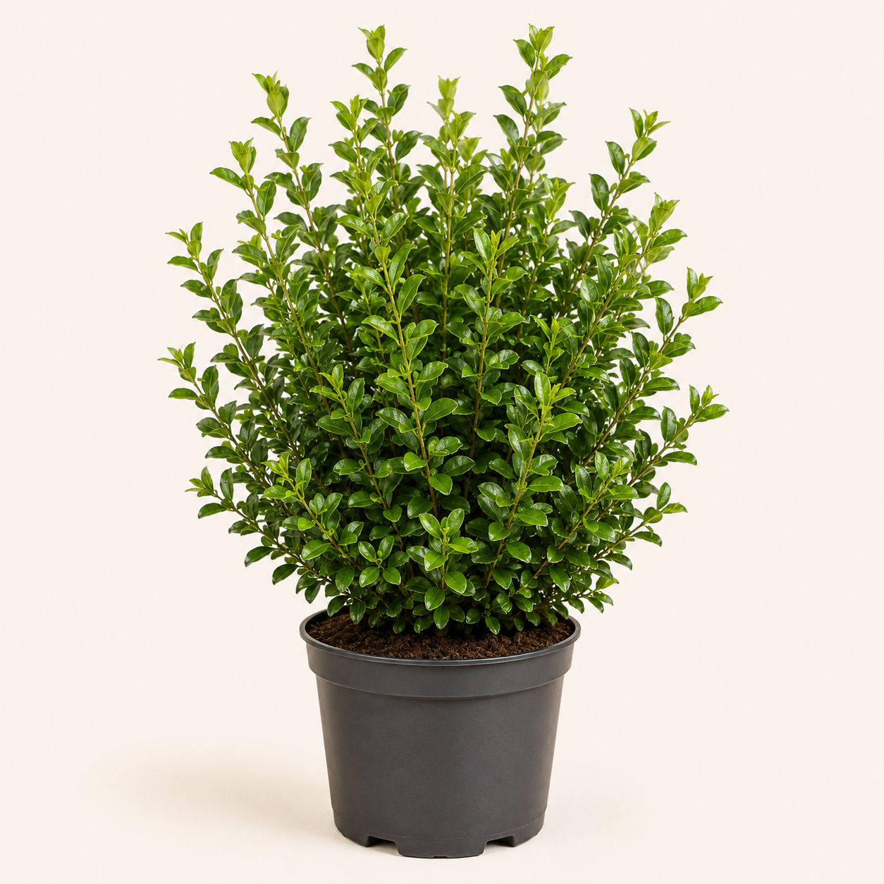 Ligustrum vulgare