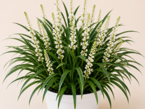 Liriope Monroe White