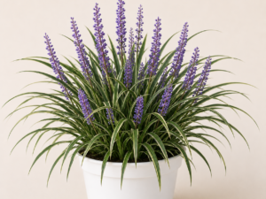 Liriope Muscari