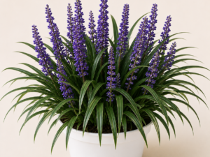 Liriope Muscari Big Blue