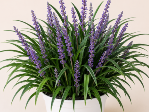 Liriope Muscari Moneymaker