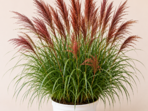 Miscanthus Red Chief