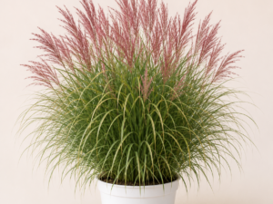 Mischanthus Ferner Osten