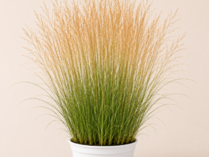 Molinia Heidebraut