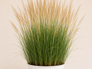 Molinia Karl Foerster