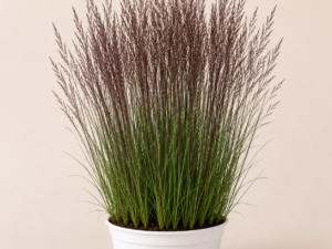 Molinia Moorhexe