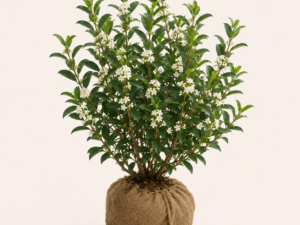 Osmanthus Burkwoodii