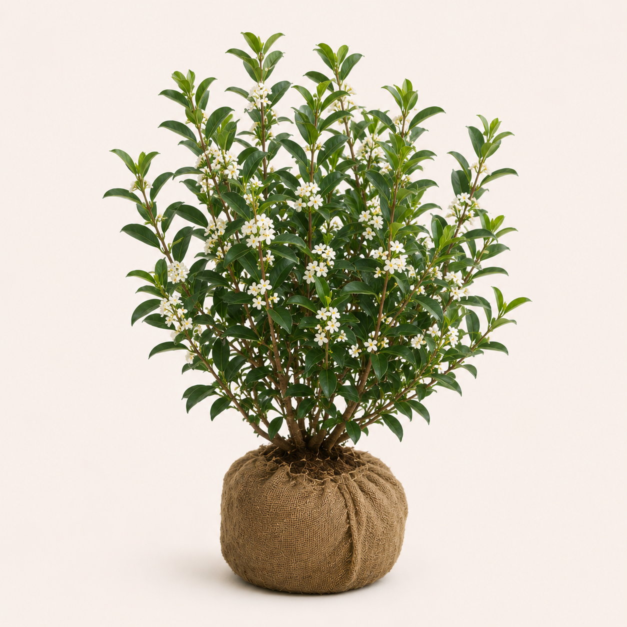 Osmanthus Burkwoodii