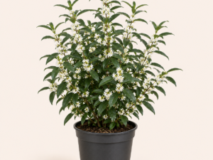 Osmanthus Burkwoodii