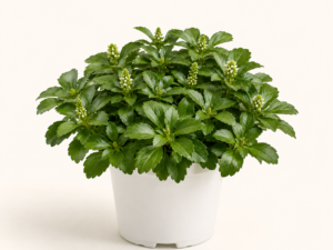 Pachysandra Green Carpet