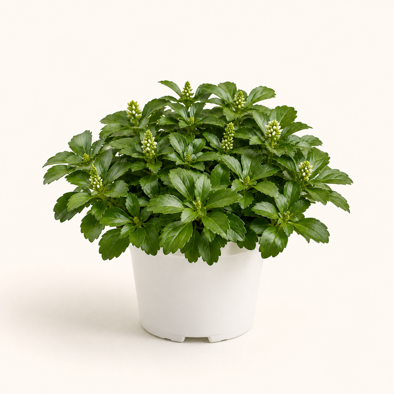 Pachysandra Green Carpet