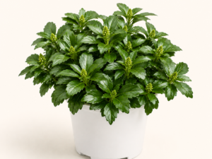Pachysandra Green Sheen