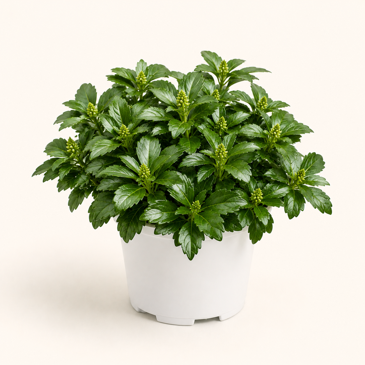 Pachysandra Green Sheen