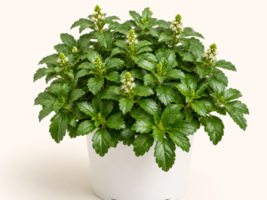 Pachysandra Terminalis