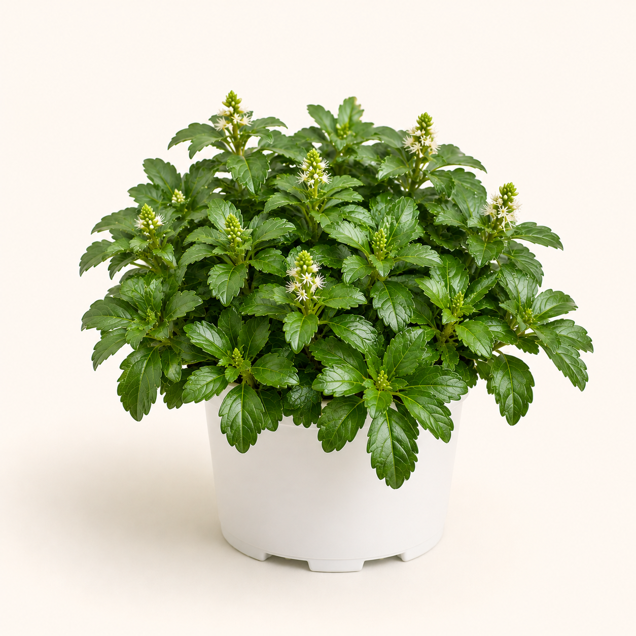 Pachysandra Terminalis