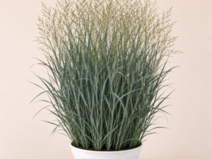 Panicum Heavy Metal