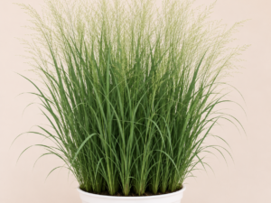 Panicum Northwind