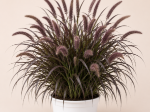 Pennisetum Black Beauty
