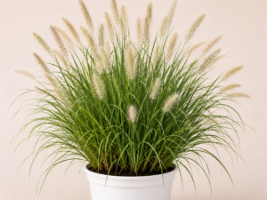 Pennisetum Hameln