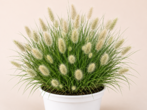 Pennisetum Little Bunny